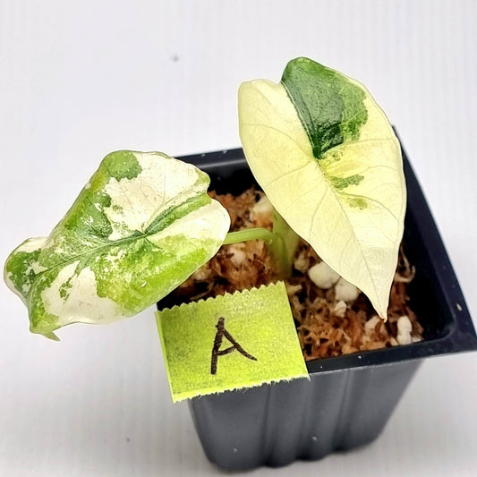 Alocasia Platinum/Bisma Albo Variegated
