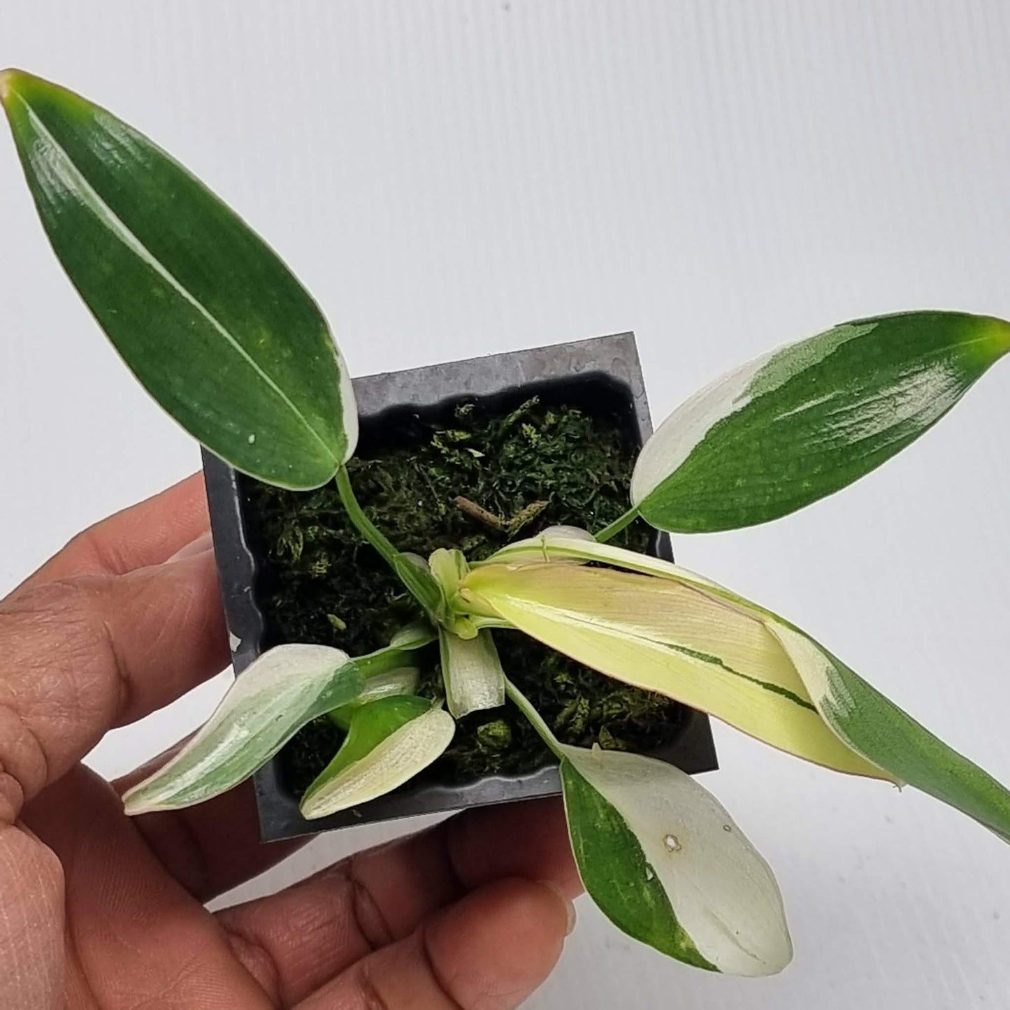 Philodendron longilobatum Albo Variegated