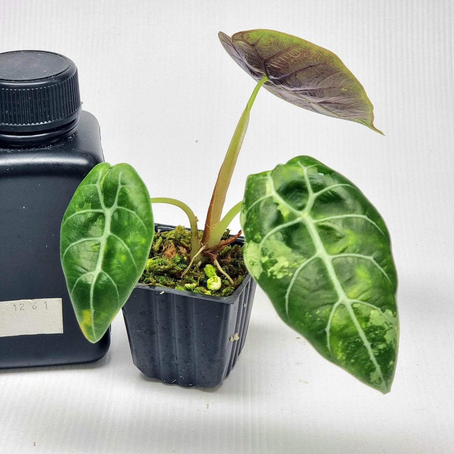 Alocasia Watsoniana Doff Albo Low Variegated