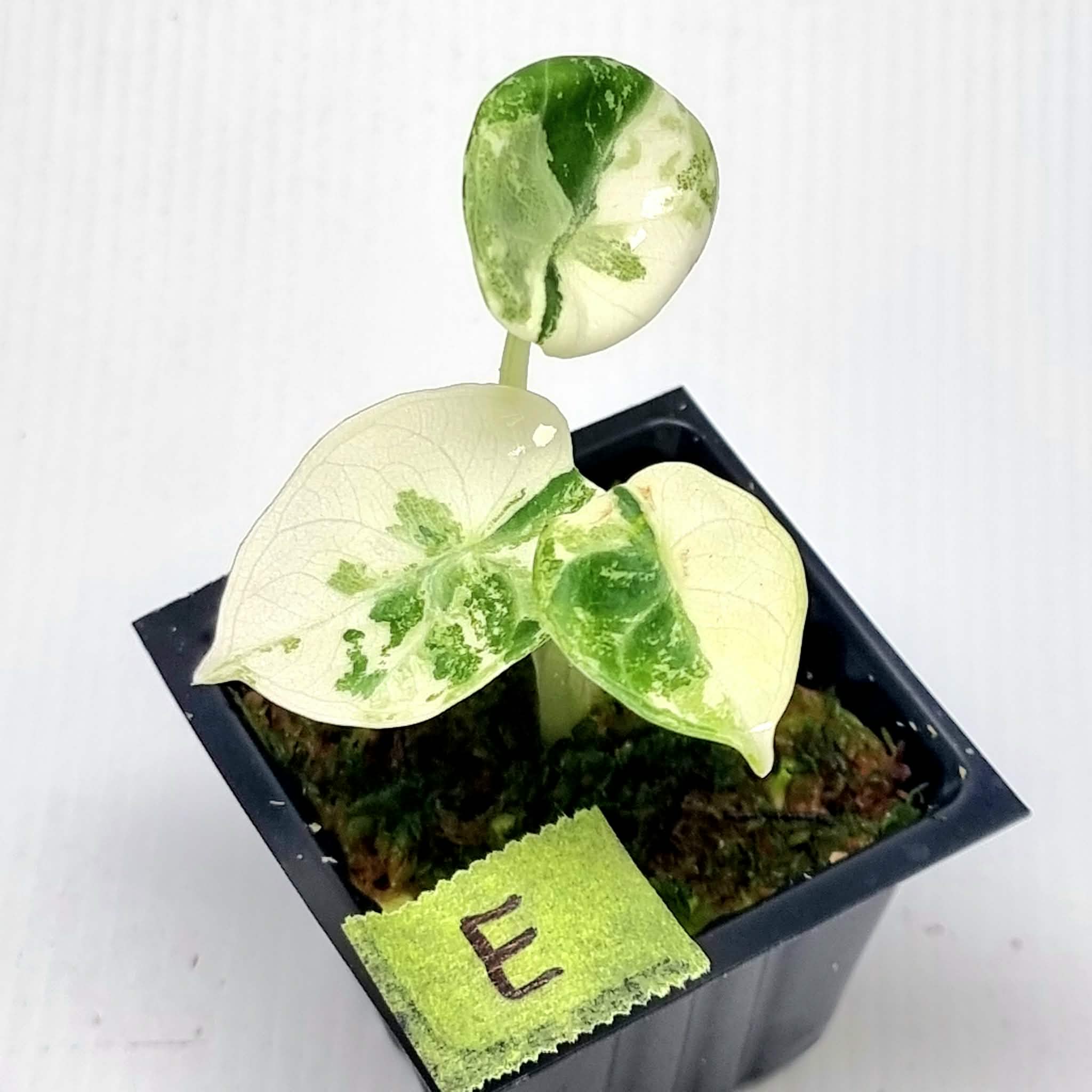 Alocasia Ninja Albo Variegated – Flora Magnifica Australia