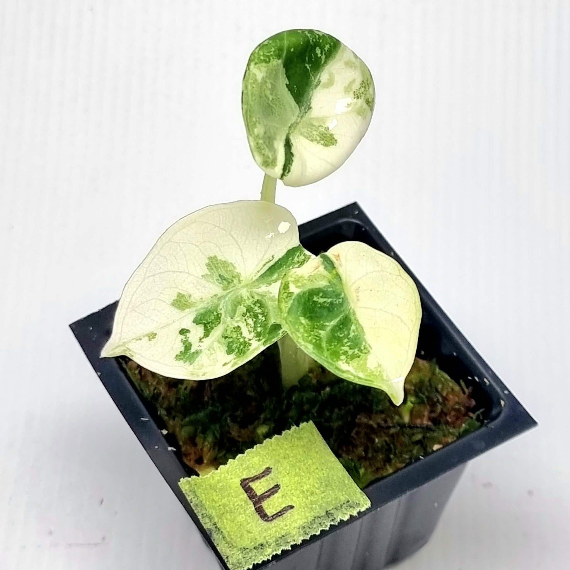 Alocasia Ninja Albo Variegated – Flora Magnifica Australia
