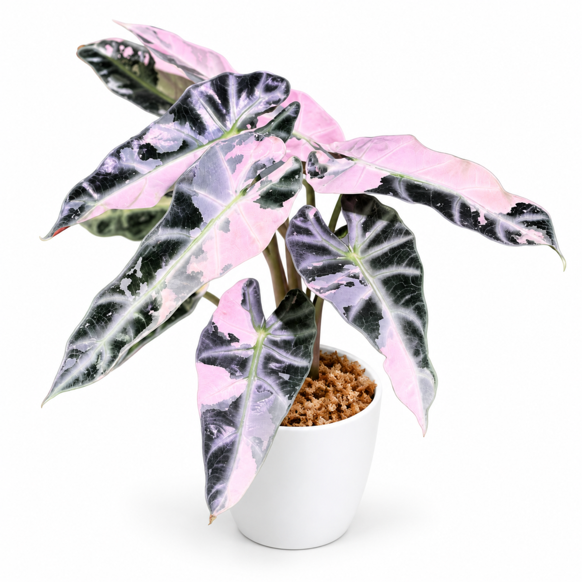 Alocasia Bambino Pink Variegated (1plant/bag) - Tissue culture