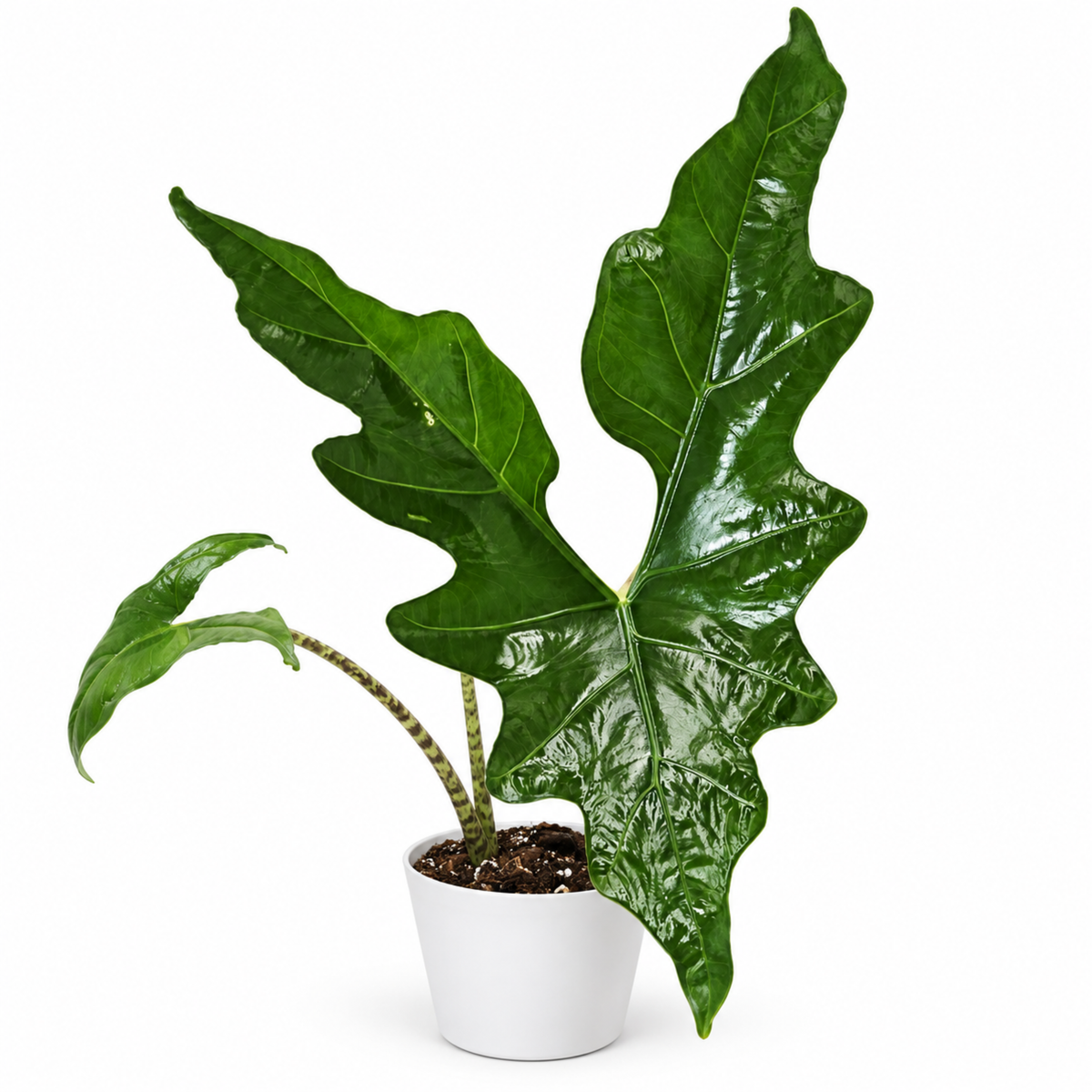 Alocasia nycteris 'Batwing' (1plant/bag) - Tissue culture