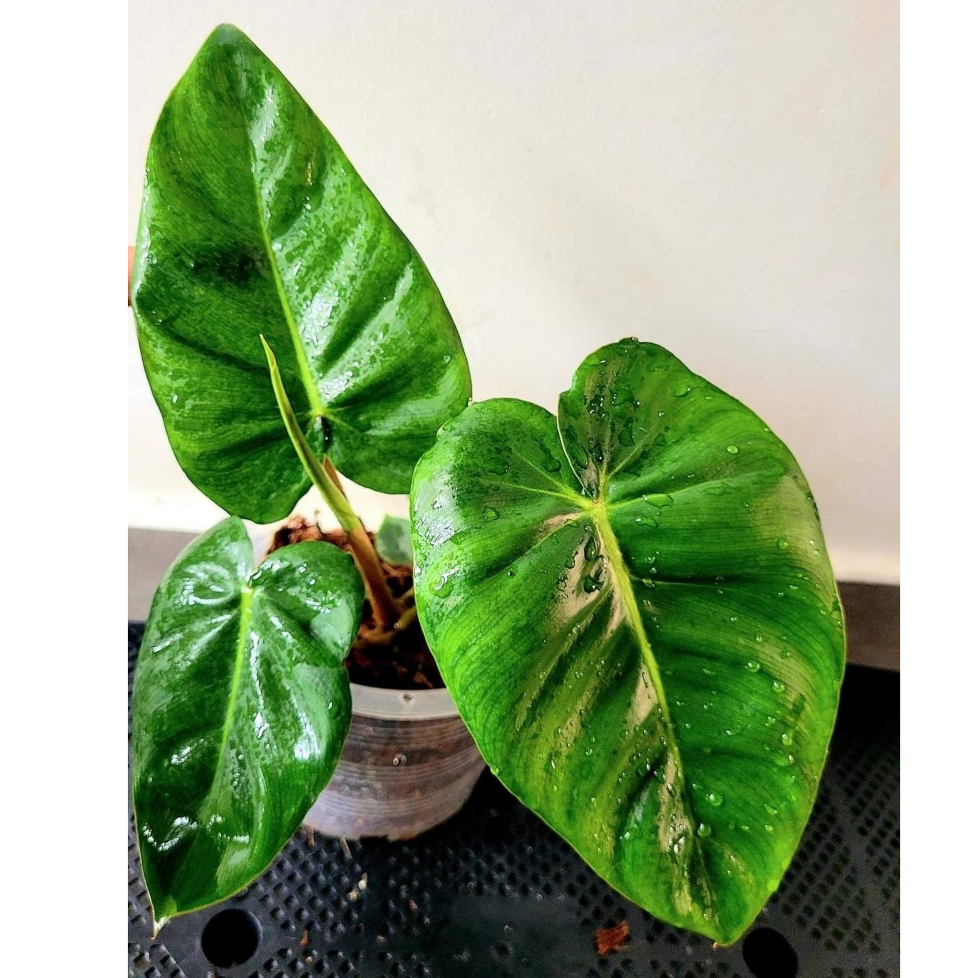 philodendron australian indoor plants Philodendron billienum H – Flora Magnifica Australia