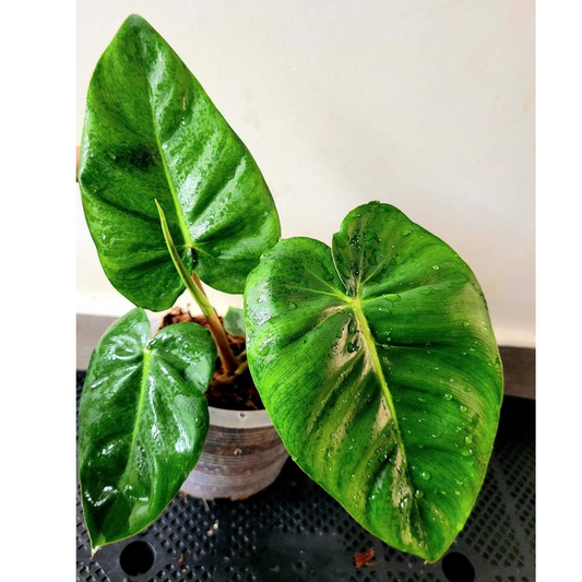 Philodendron billienum H