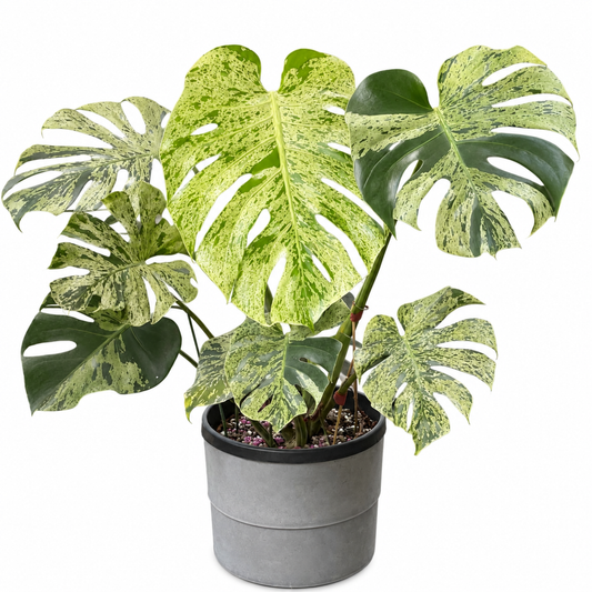 Monstera Bulbasaur Premium Variegation (1plant/bag) - Tissue culture
