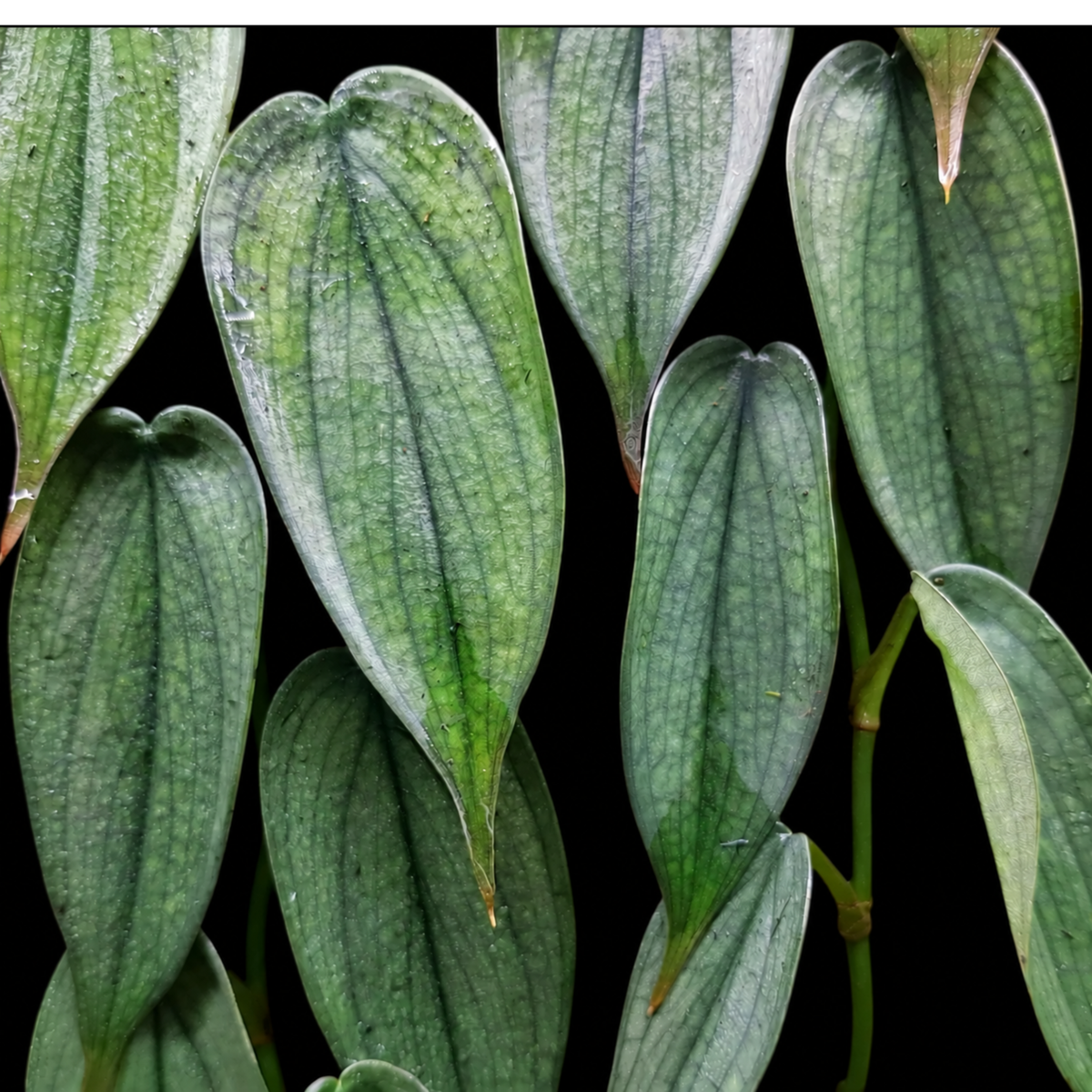 Philodendron Burle Marx Fantasy (1plant/bag) - Tissue culture