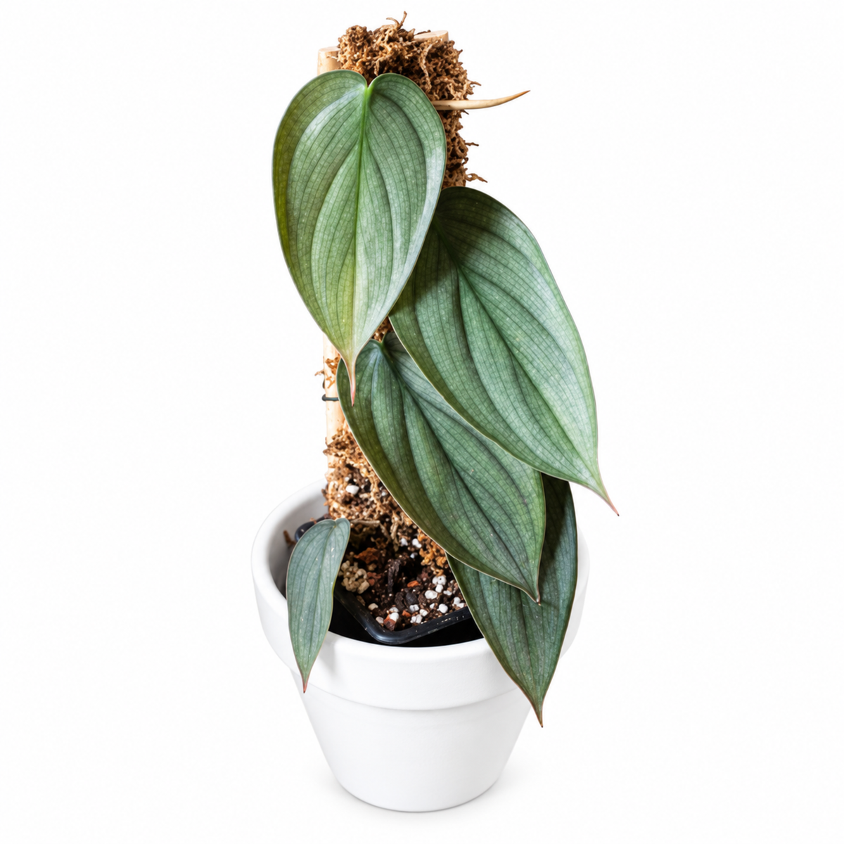 Philodendron Burle Marx Fantasy (1plant/bag) - Tissue culture