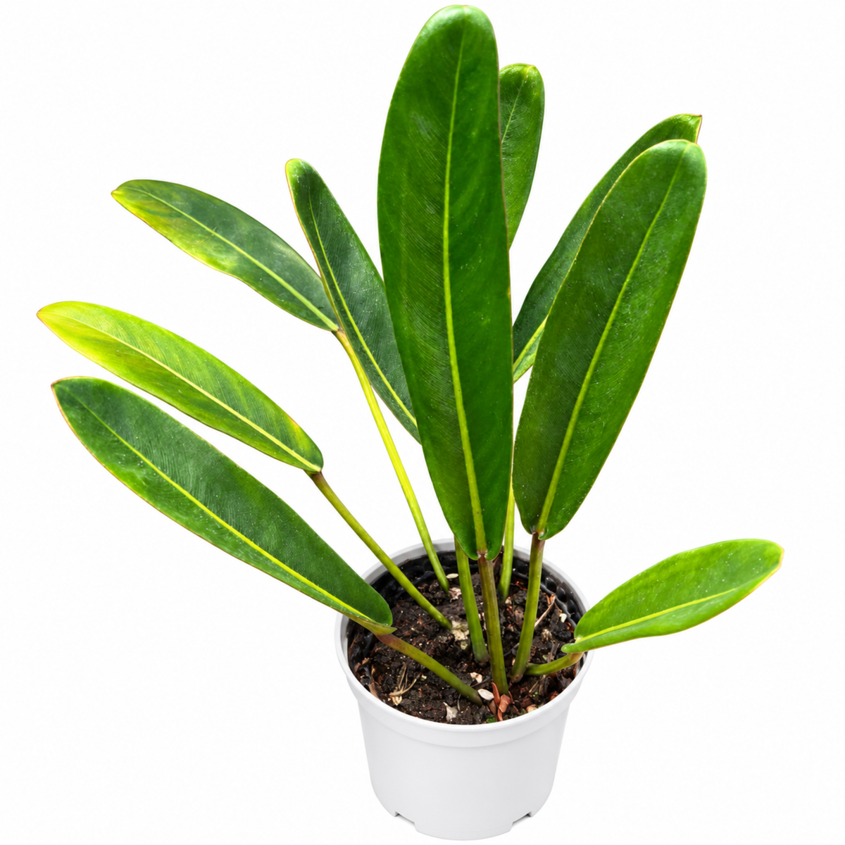 Philodendron callosum (1plant/bag) - Tissue culture
