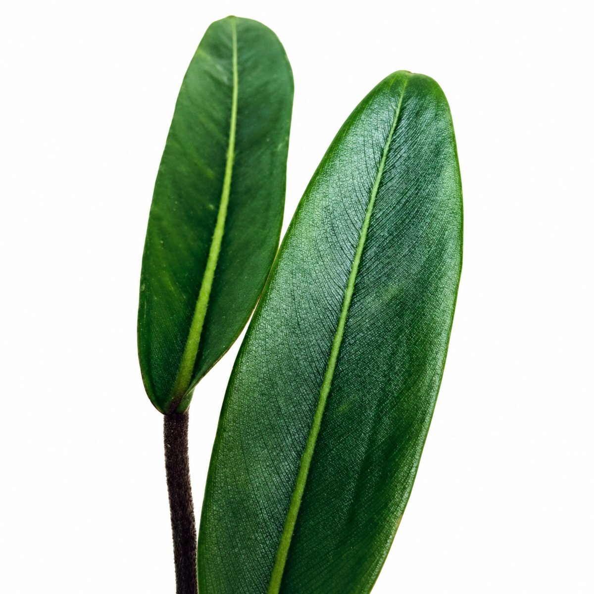 Philodendron callosum (1plant/bag) - Tissue culture