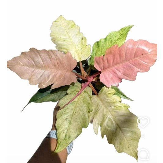 Philodendron Caramel Pink Mint / Strawberry Mint