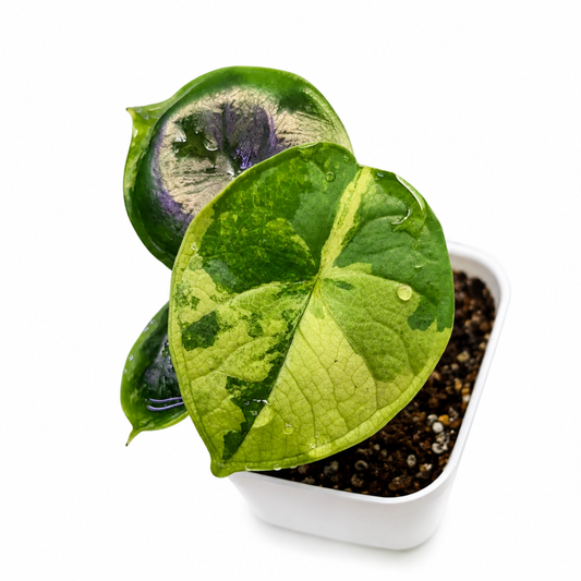 Alocasia chaii Aurea Variegated (1plant/bag) - Tissue culture