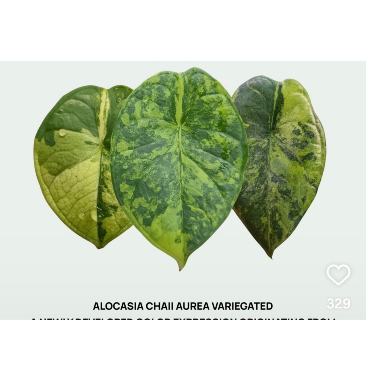 Alocasia chaii Aurea Variegated