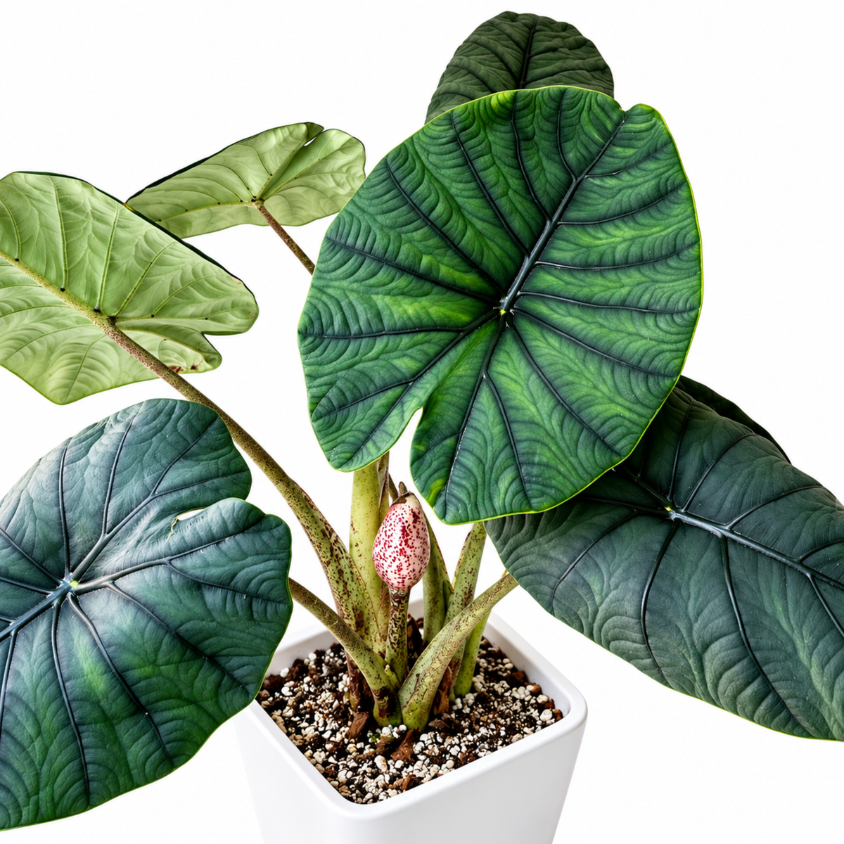 Alocasia chaii (1plant/bag) - Tissue culture