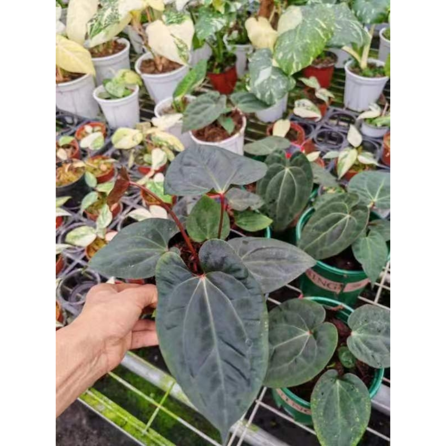 rare Anthurium Dark Phoenix for sale in Perth Australia indoorplant houseplant plant