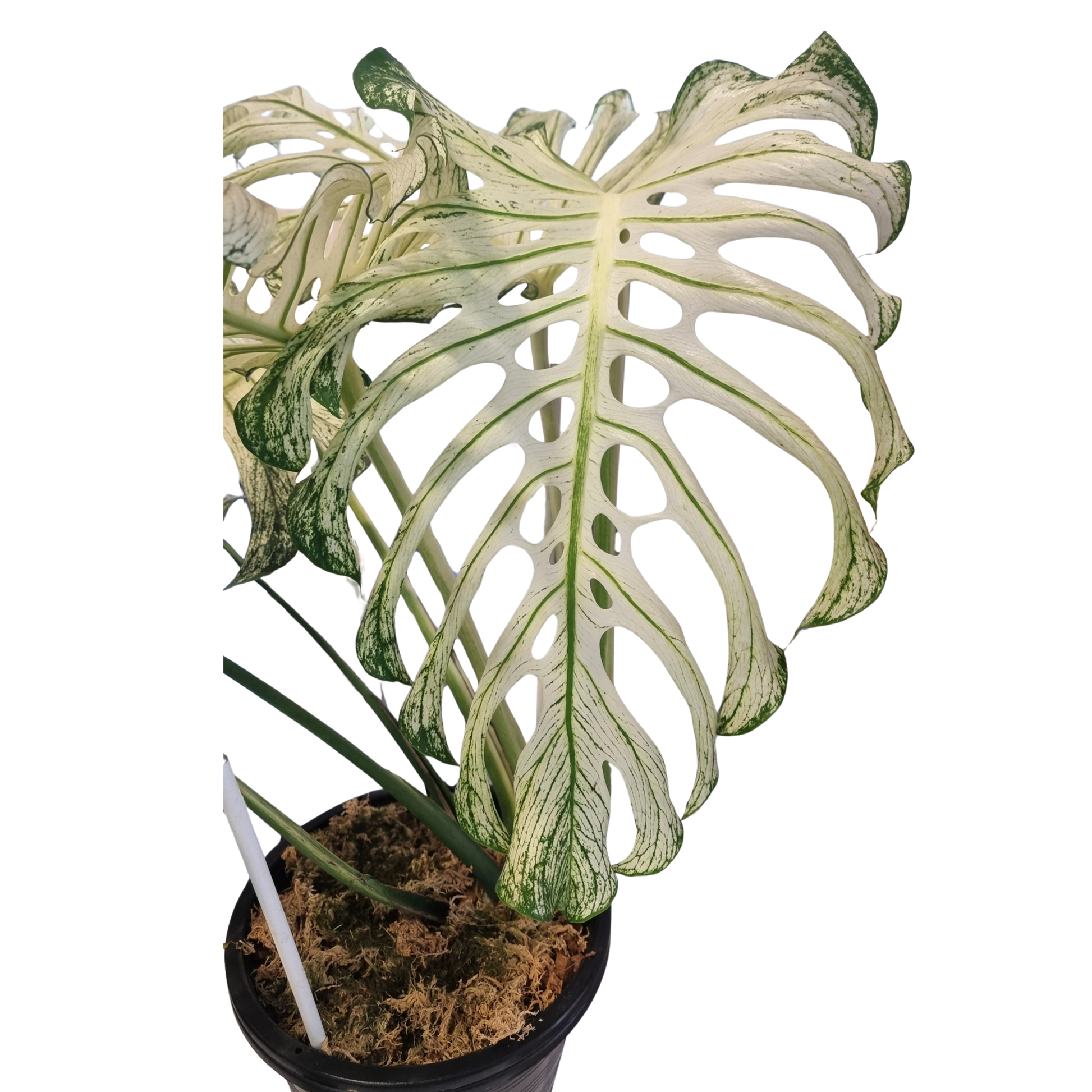 variegated monstera deliciosa for sale australia Monstera Devils Monster – Flora Magnifica Australia