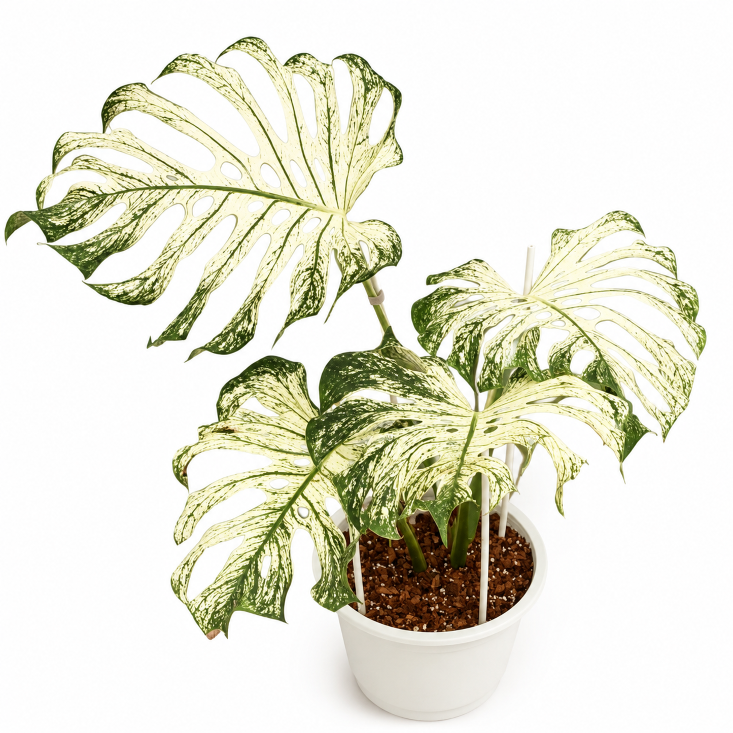 Monstera Devils Monster (1plant/bag) - Tissue culture