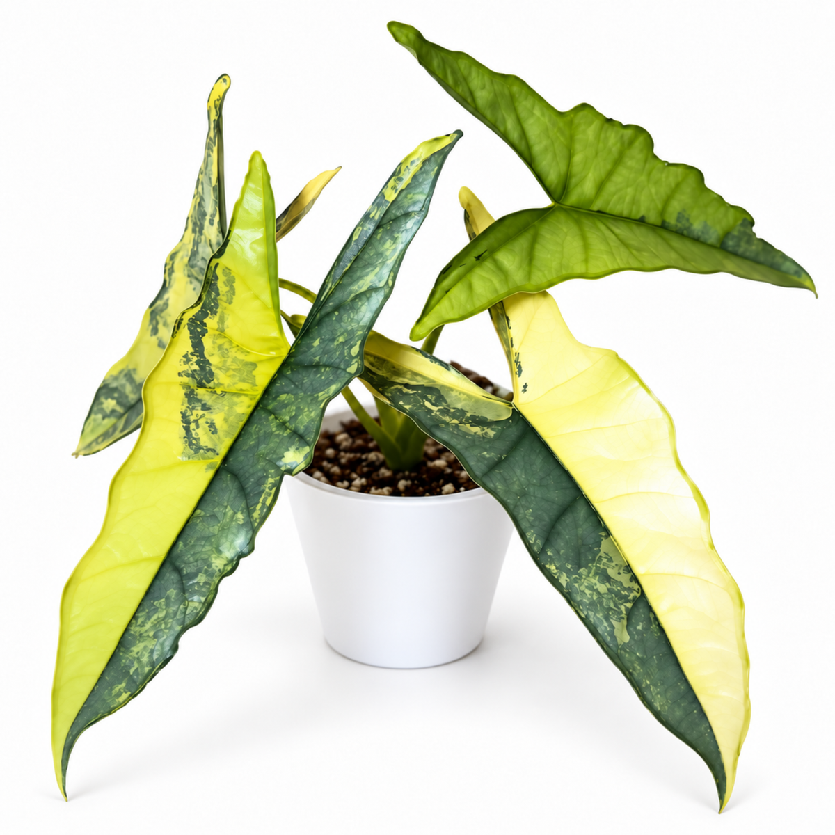 Alocasia heterophylla Dragon’s Breath Aurea Variegated (1plant/bag) - Tissue culture
