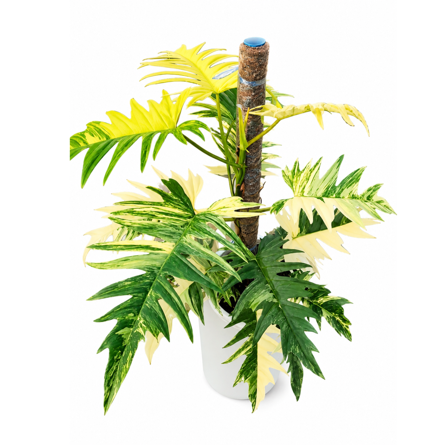 Philodendron Florida Beauty x P. tortum Variegated (1plant/bag) - Tissue culture