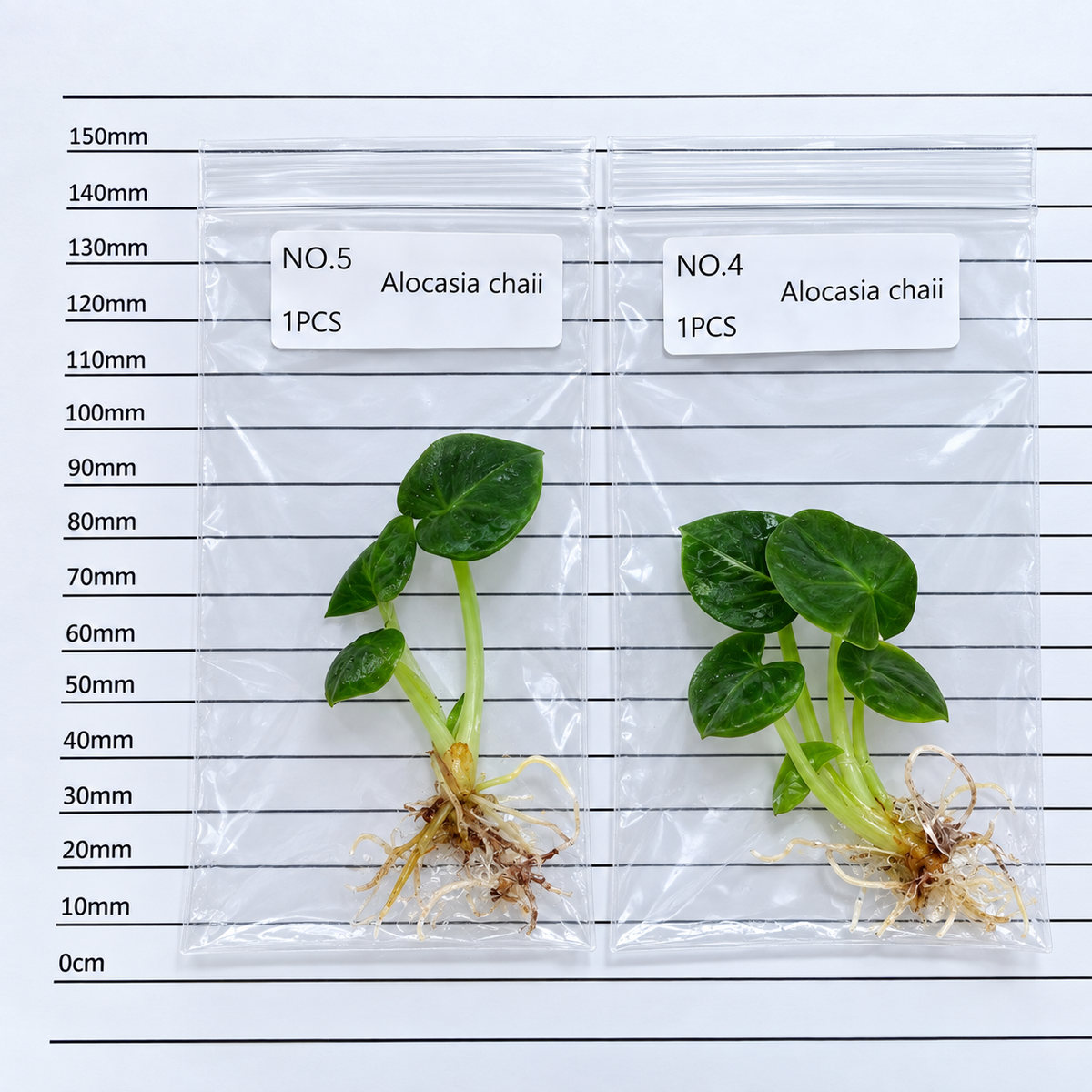 Alocasia chaii (1plant/bag) - Tissue culture