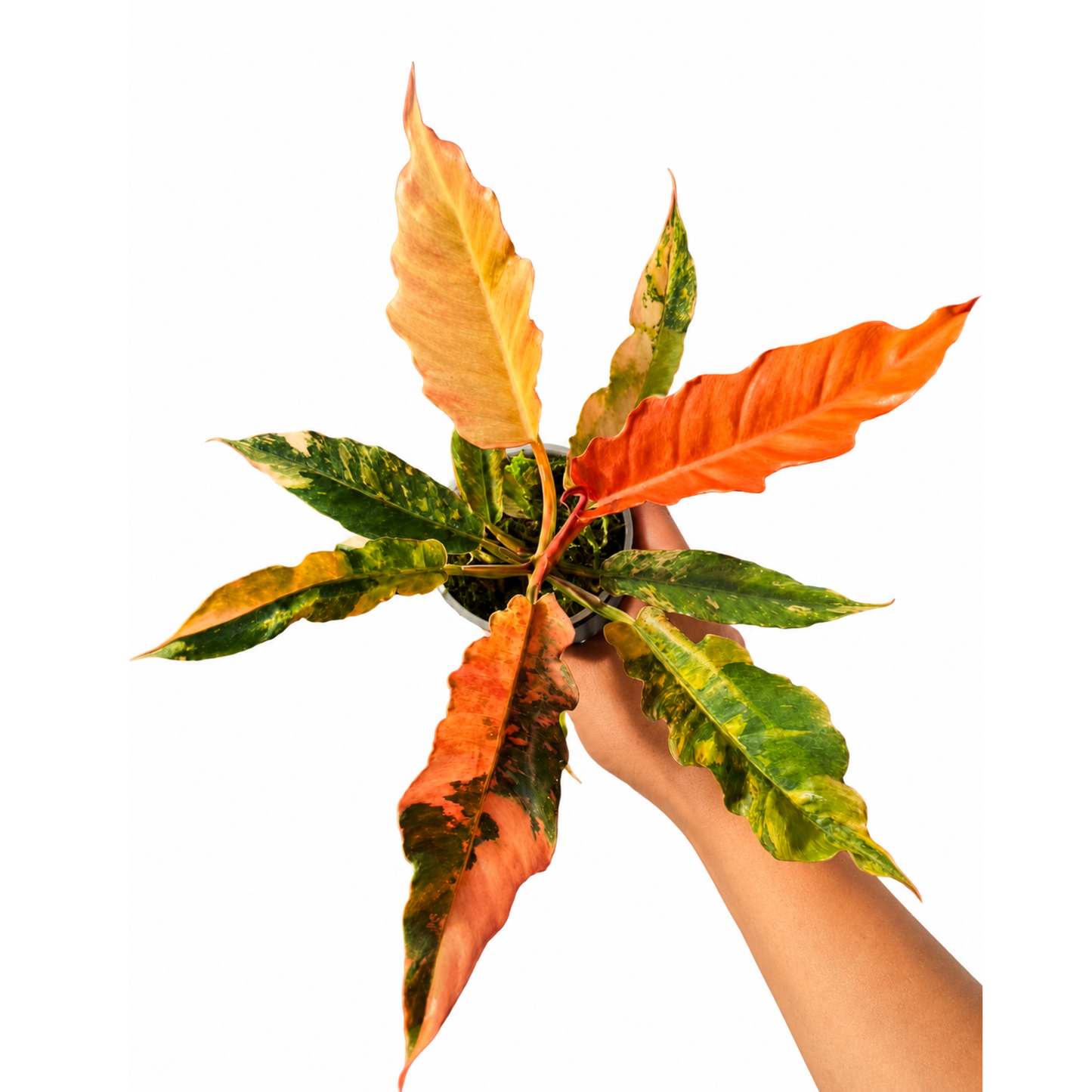 Philodendron Fire Tiger (1plant/bag) - Tissue culture
