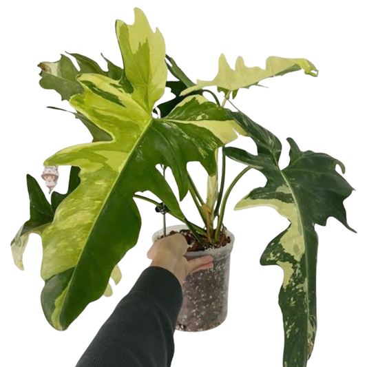 Philodendron Golden Dragon Variegated (1plant/bag) - Tissue culture