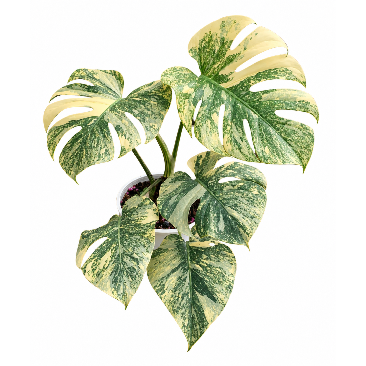 Monstera Green Snow (1plant/bag) - Tissue culture