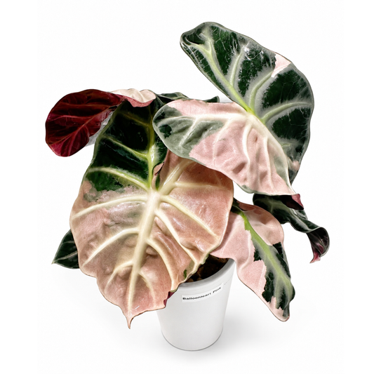 Alocasia Heart Balloon Pink Variegated (1plant/bag) - Tissue culture