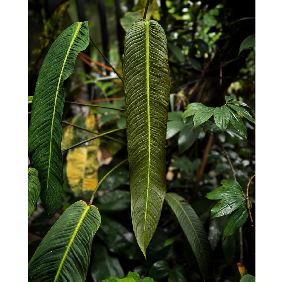 Philodendron heterocraspedon (1plant/bag) - Tissue culture