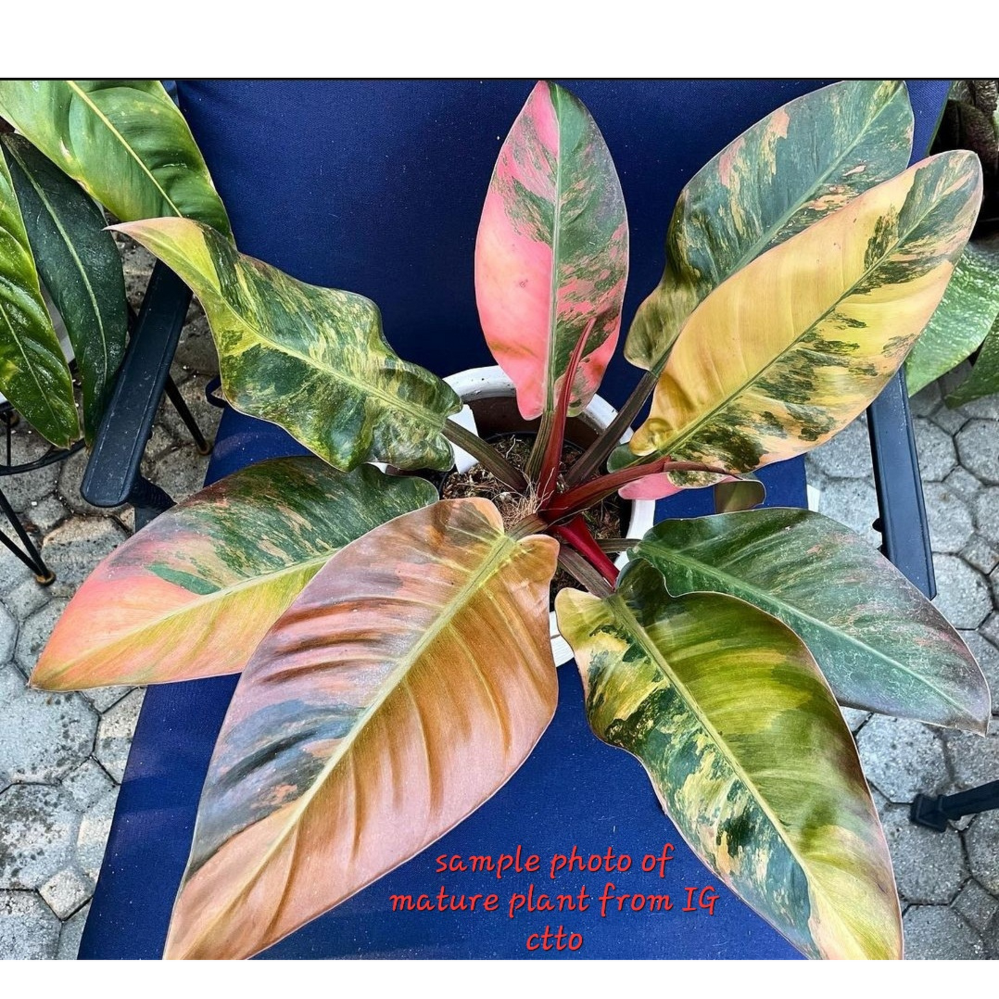 rare Variegated Philodendron Imperial Red for sale in Perth Australia