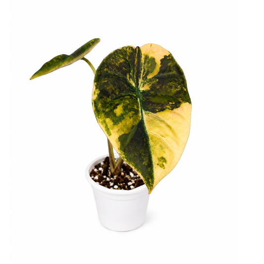 Alocasia infernalis Aurea Variegated (1plant/bag) - Tissue culture