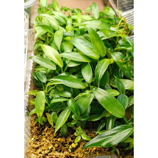 💚FREE PLANT Philodendron Jose Buono x P. martianum Bare Rooted