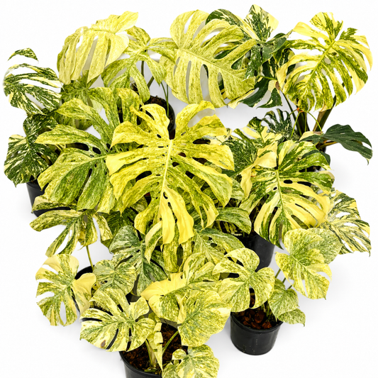 Monstera Legacy (1plant/bag) - Tissue culture