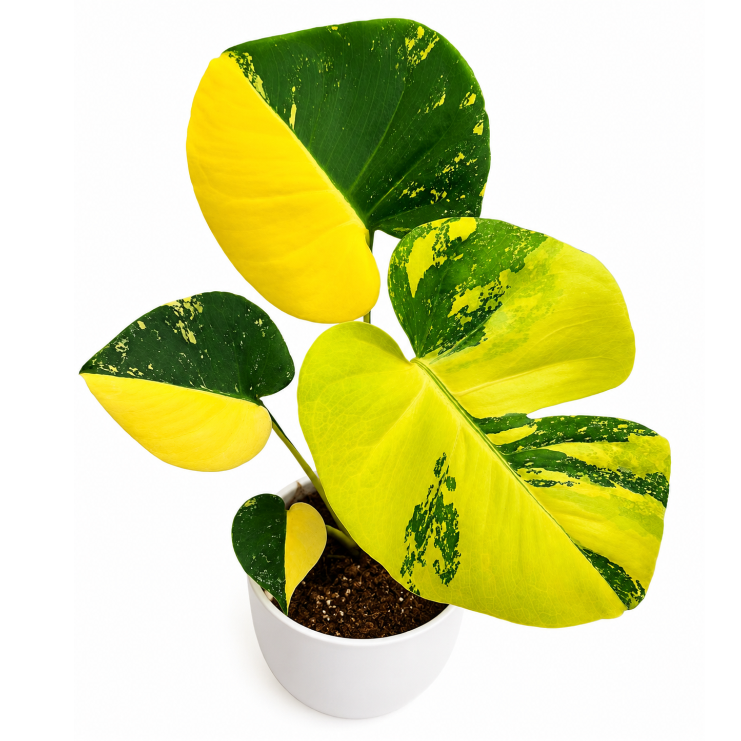 Monstera Lemon Pompom (1plant/bag) - Tissue culture