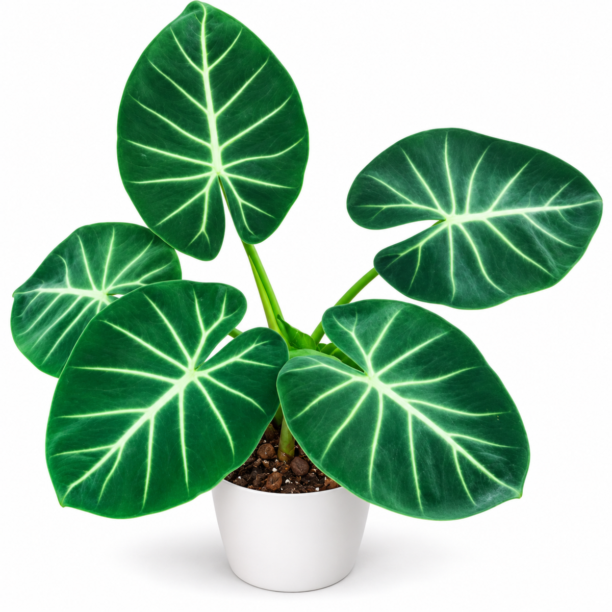 Alocasia London Eye (1plant/bag) - Tissue culture