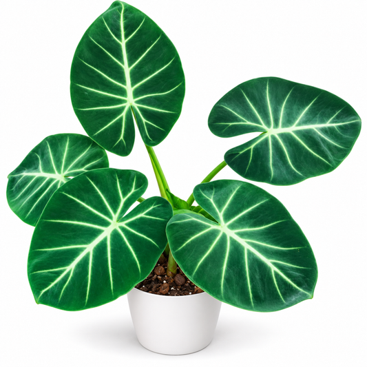 Alocasia London Eye (1plant/bag) - Tissue culture