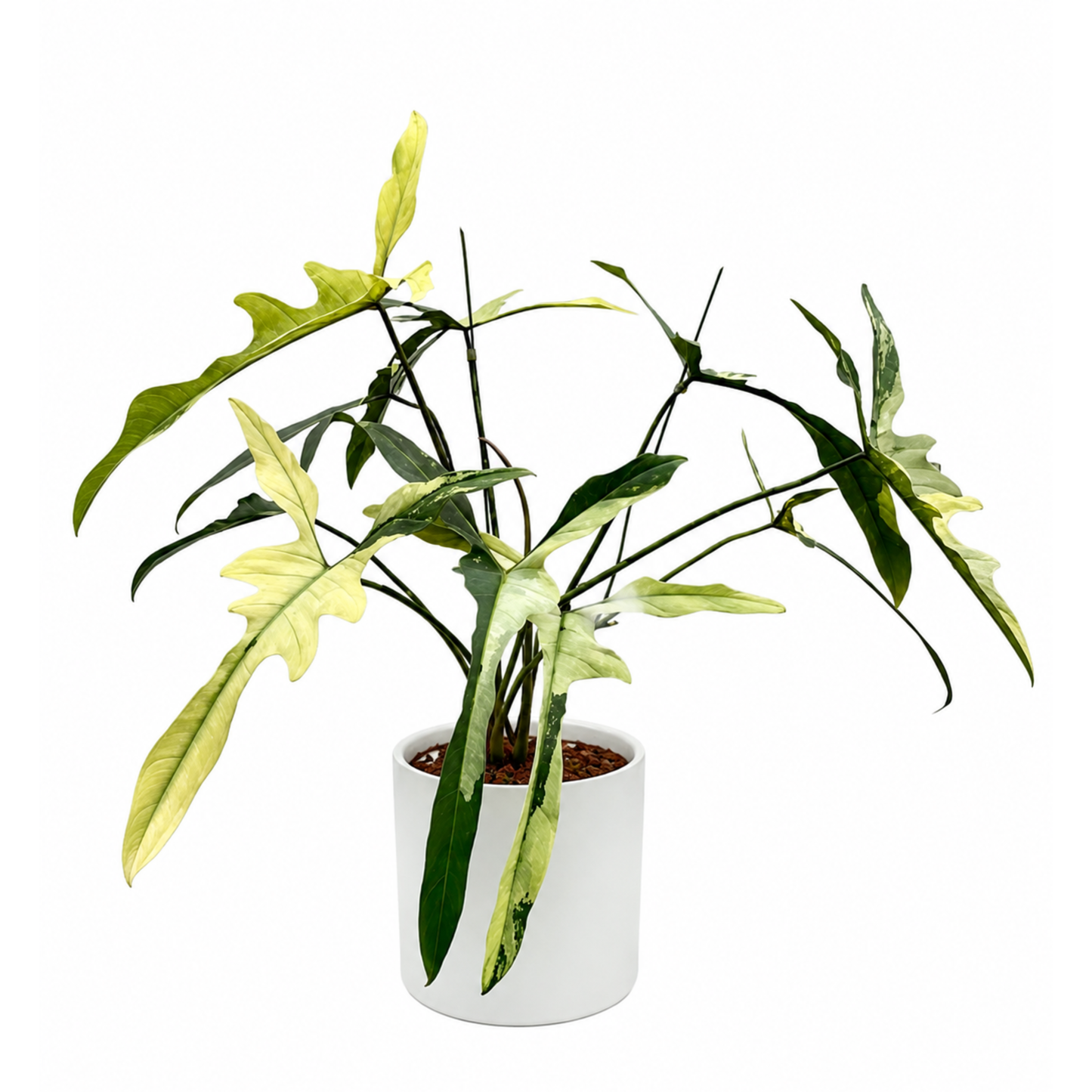 Philodendron longilobatum Albo Variegated (1plant/bag) - Tissue culture