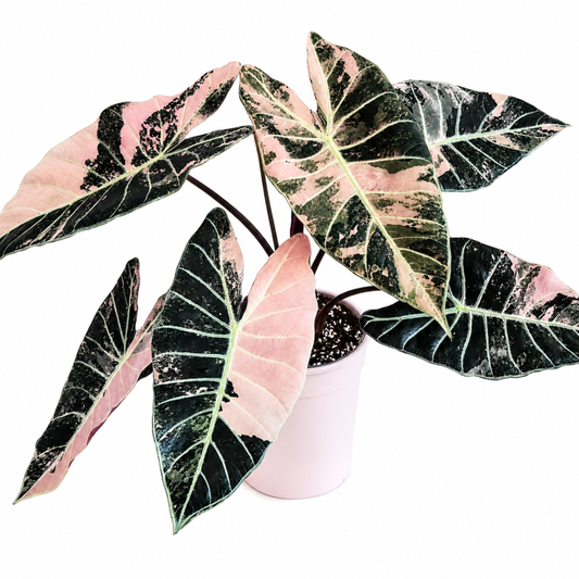 Alocasia longiloba Grandis Pink Variegated (1plant/bag) - Tissue culture
