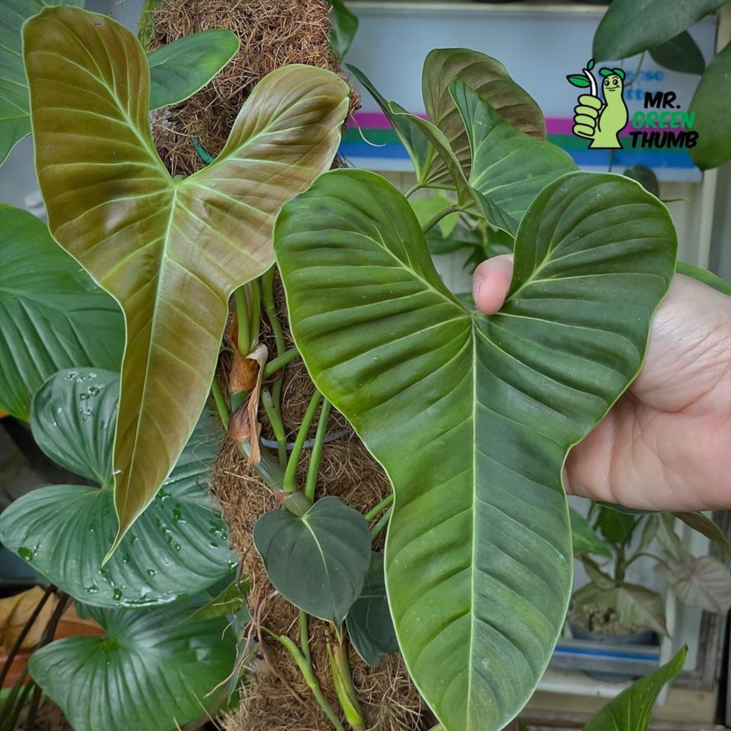 Philodendron lupinum - Tissue culture kit for sale in Perth Australia