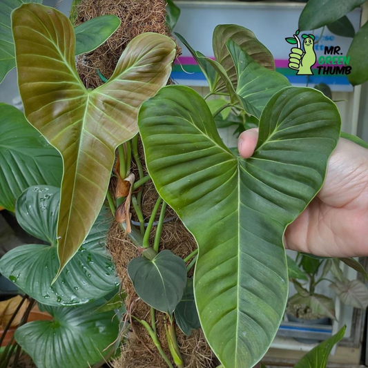 Philodendron lupinum - Tissue culture kit for sale in Perth Australia
