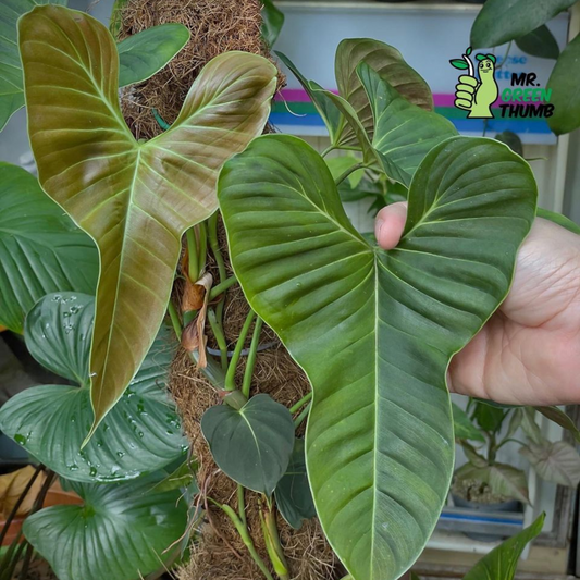 Philodendron lupinum