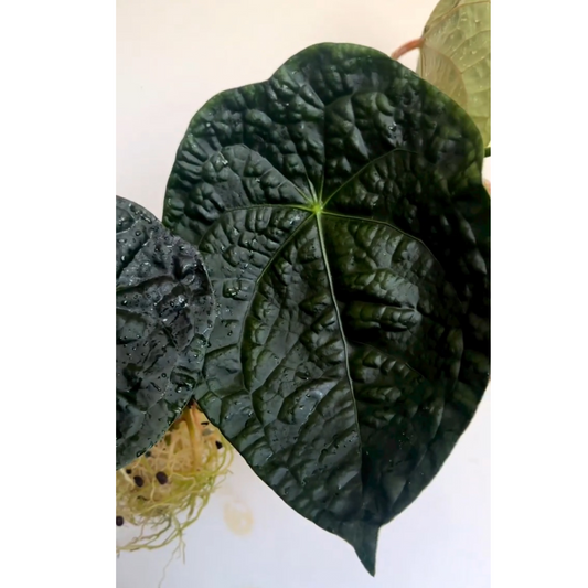 Anthurium luxurians x forgetii
