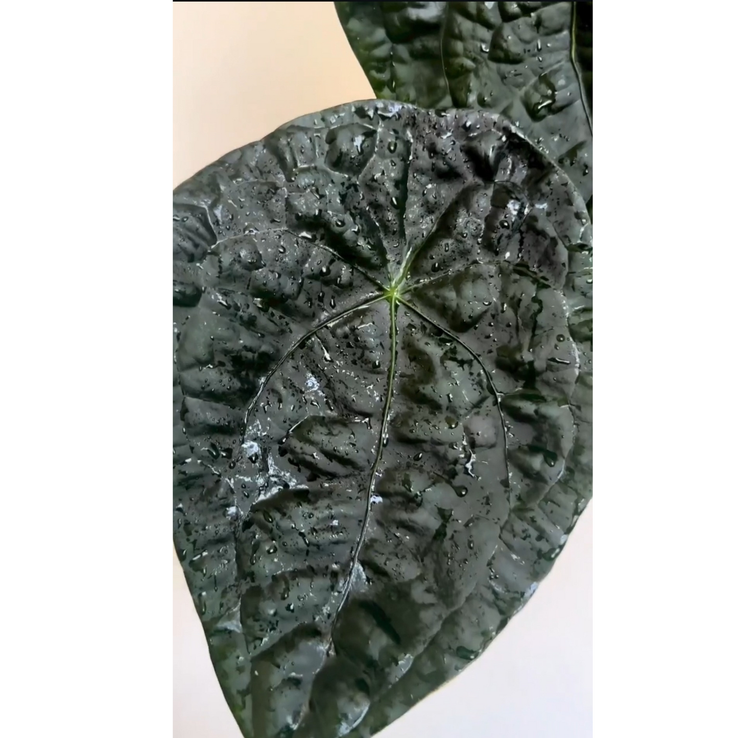 Anthurium luxurians x forgetii