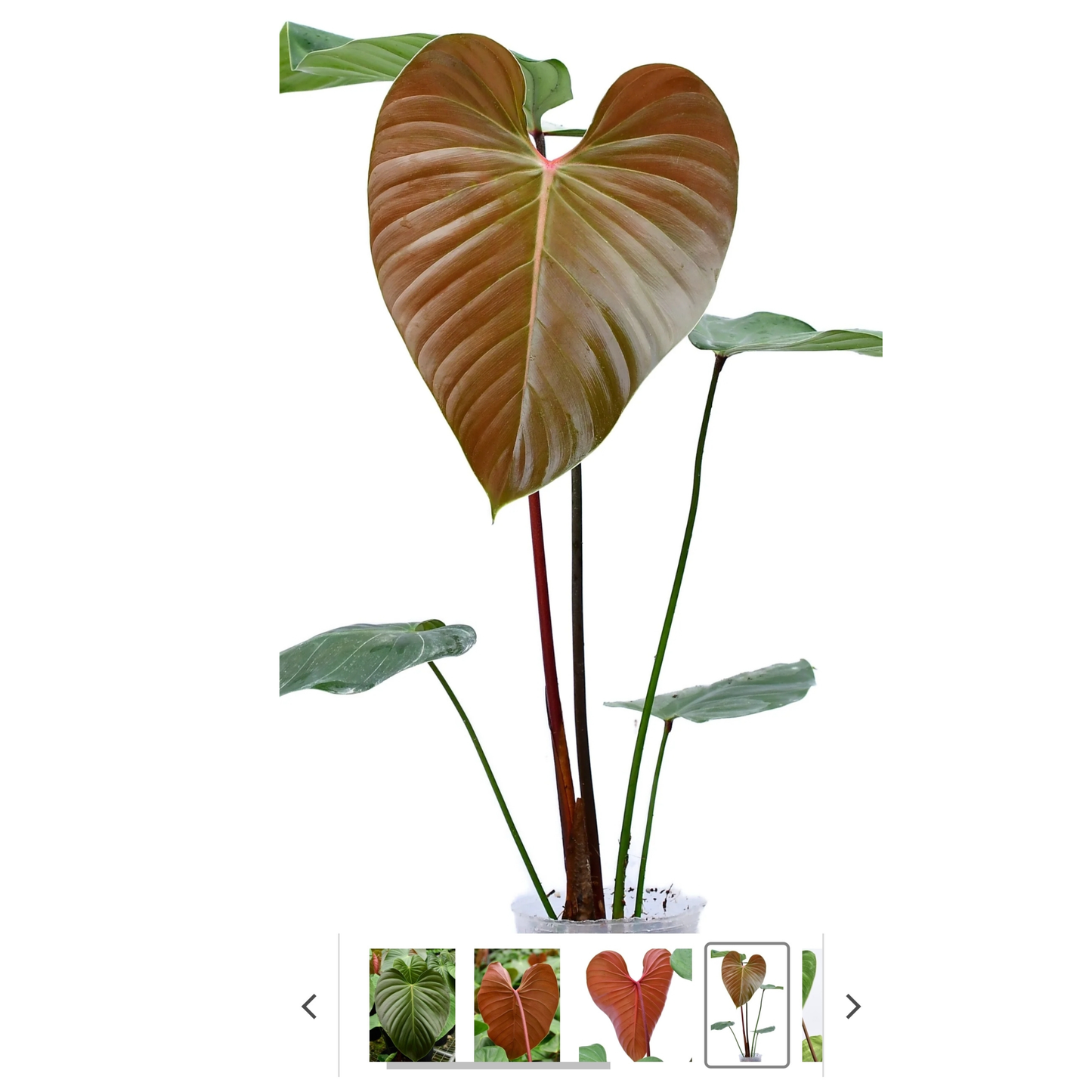 Philodendron lynamii