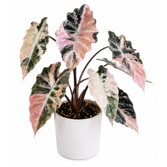 Alocasia Mandalay Pink Variegated (1plant/bag) - Tissue culture