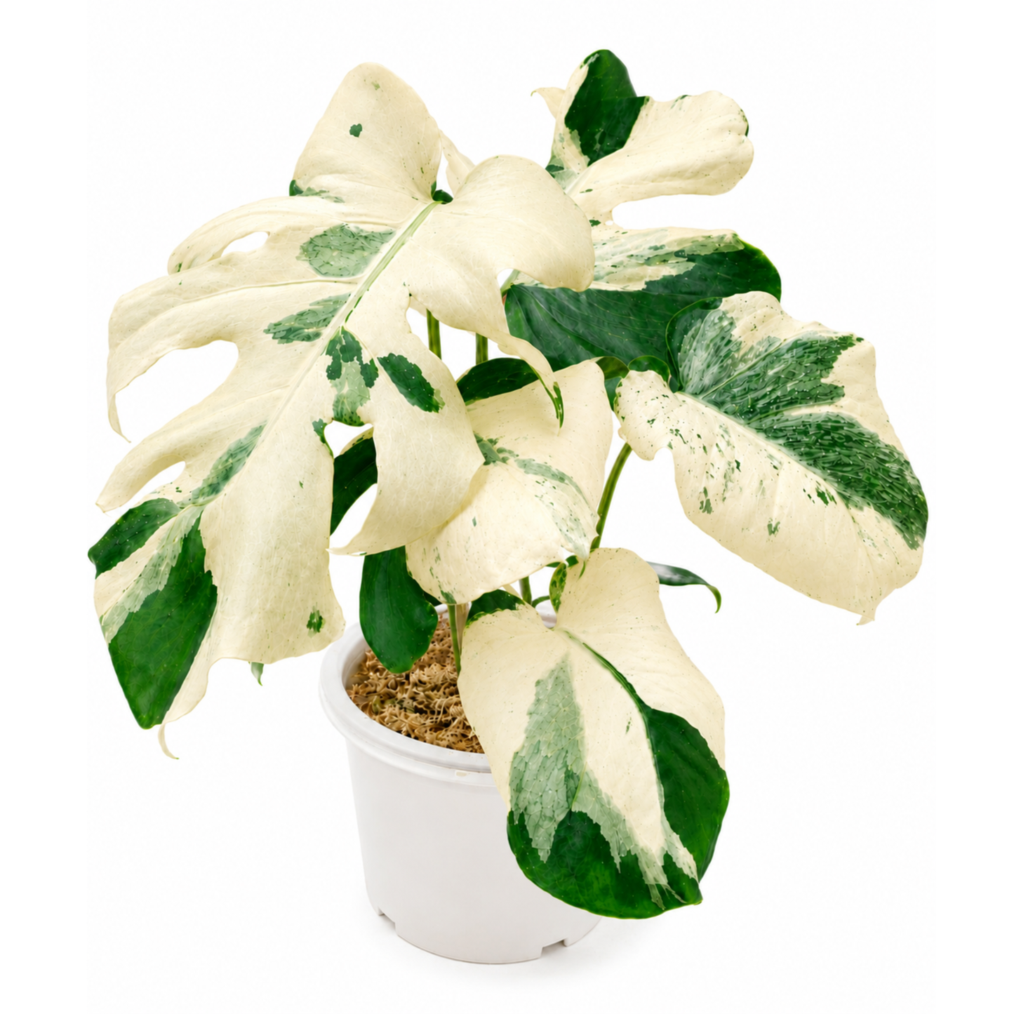 Monstera Masterpiece (1plant/bag) - Tissue culture