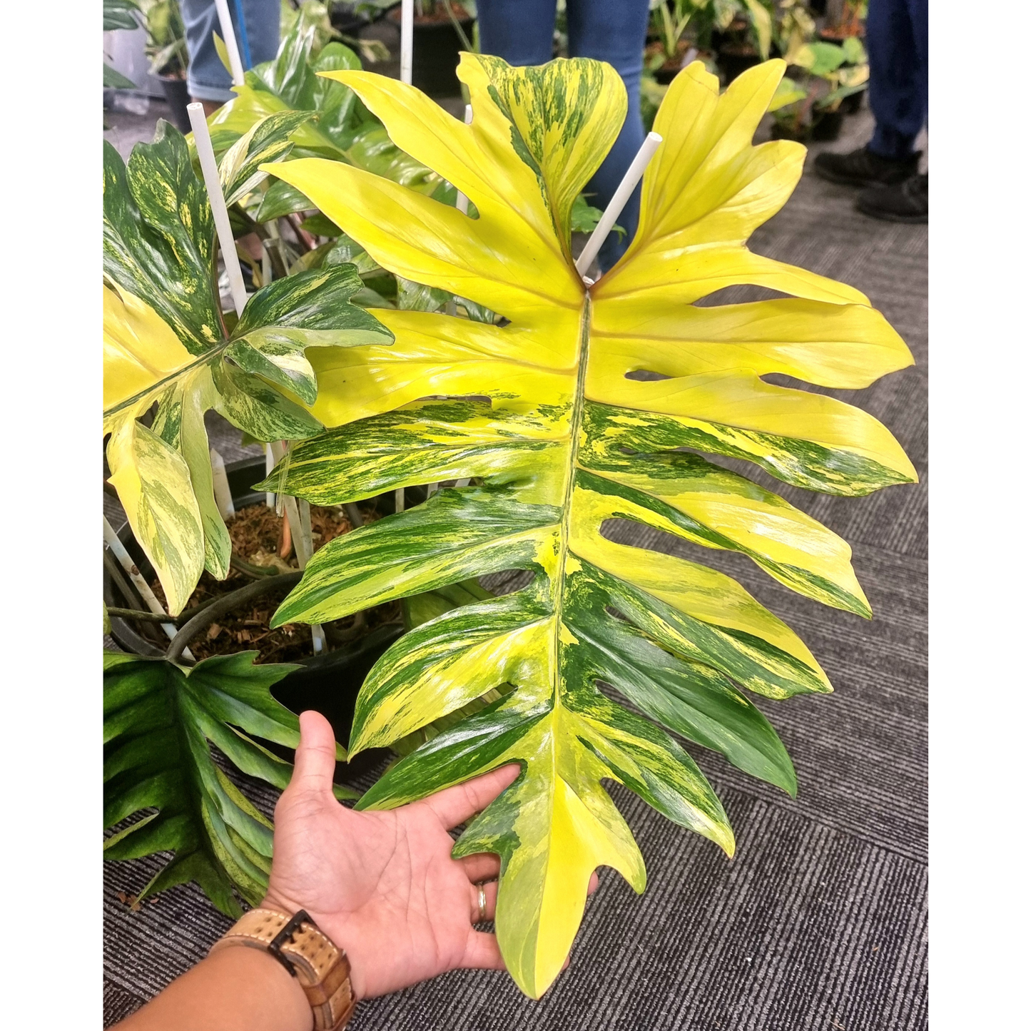 Philodendron mayoi Aurea Variegated