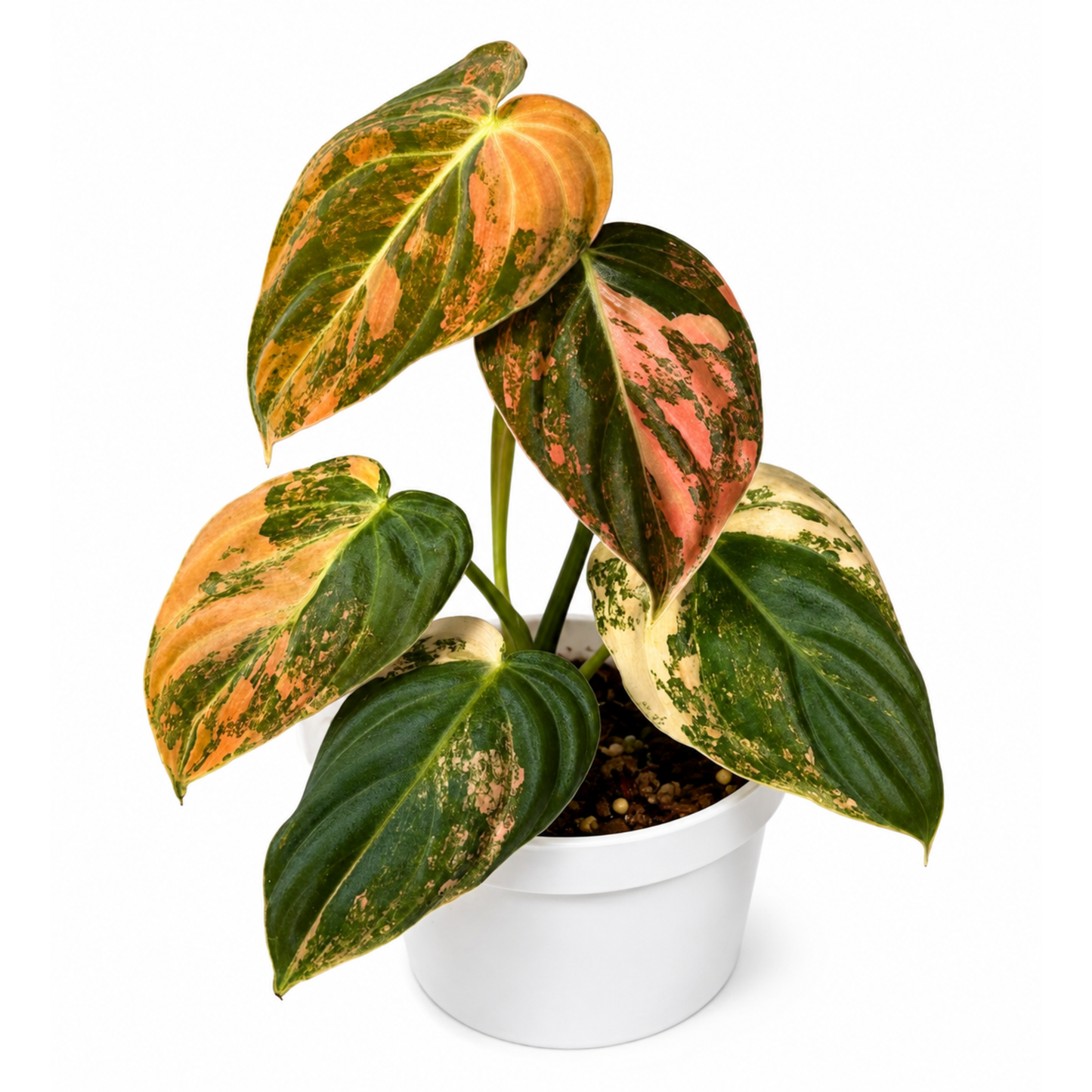 Philodendron melanochrysum Orange Variegated (1plant/bag) - Tissue culture