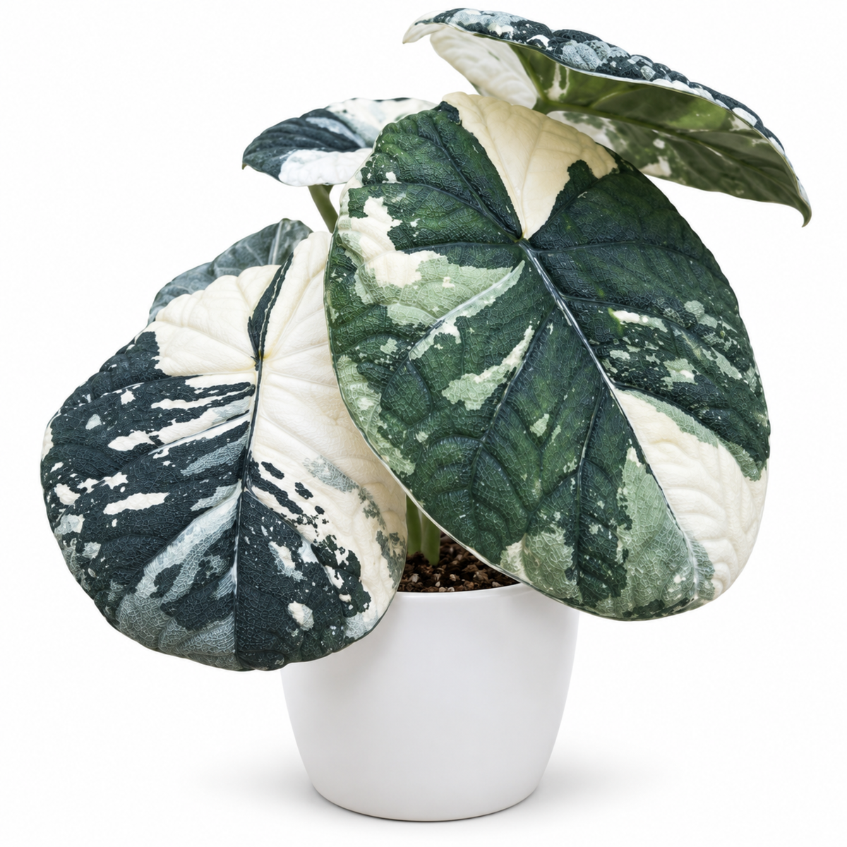 Alocasia melo Albo Variegated (1plant/bag) - Tissue culture