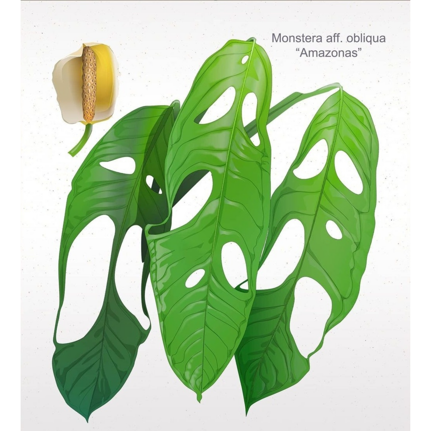 Monstera obliqua Amazonas